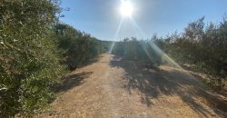 Parcela venta La Imora