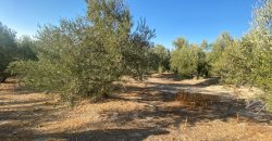 Parcela venta La Imora