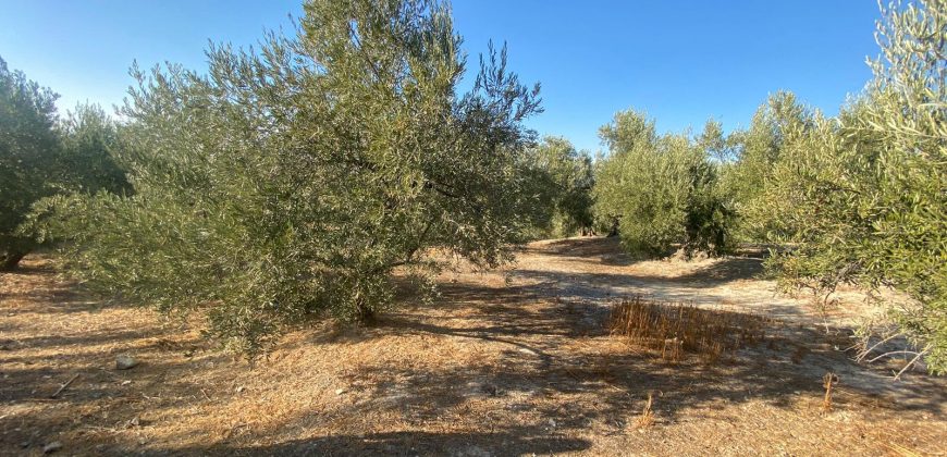 Parcela venta La Imora