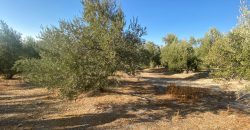 Parcela venta La Imora