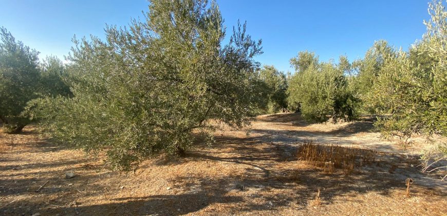 Parcela venta La Imora