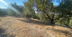 Parcela venta La Imora