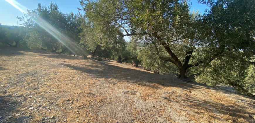 Parcela venta La Imora
