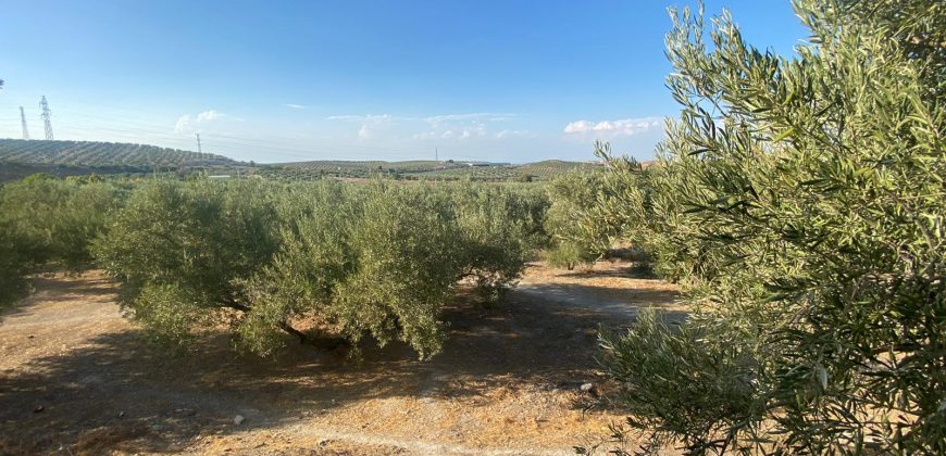 Parcela venta La Imora