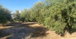 Parcela venta La Imora