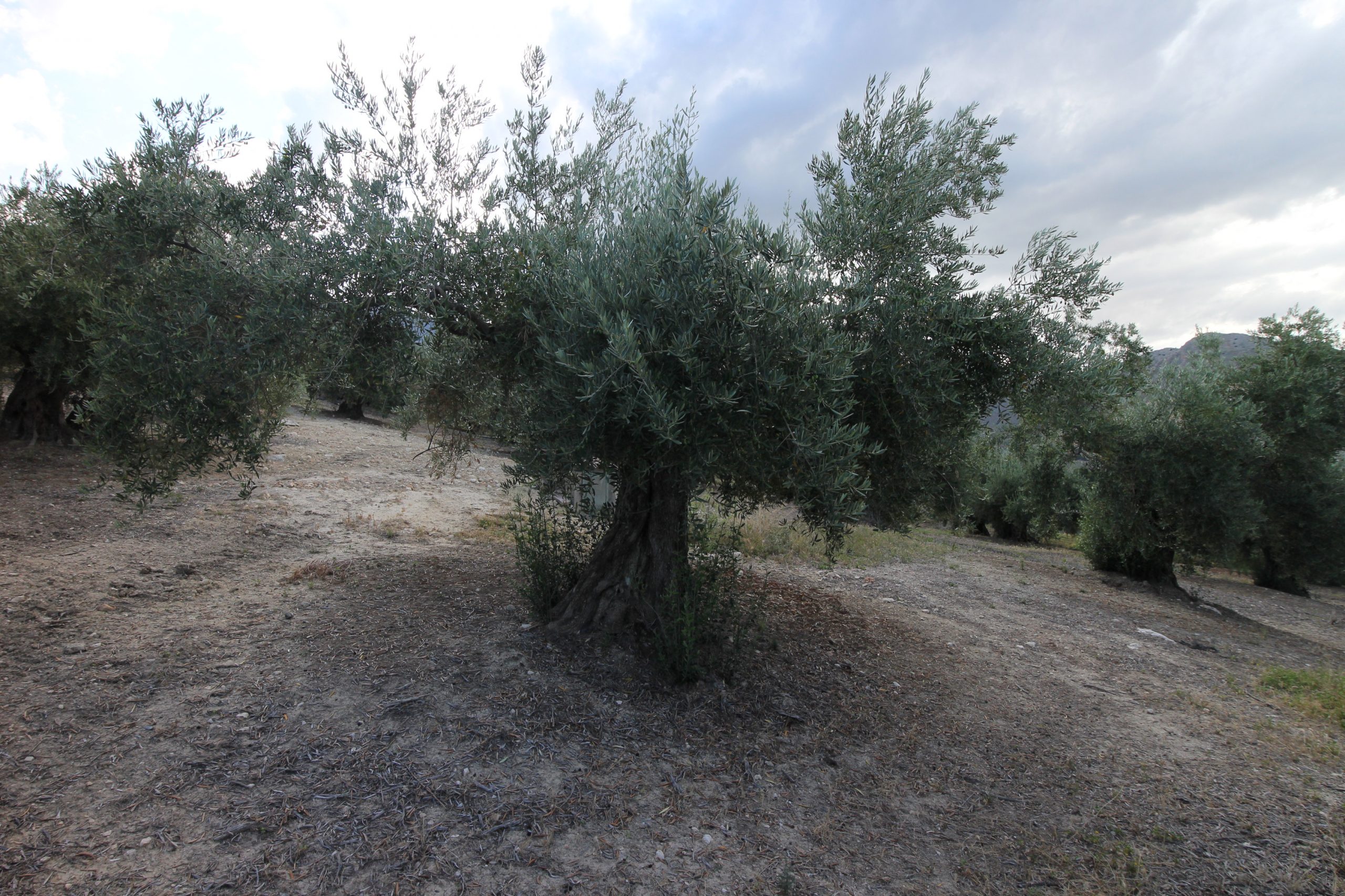 Finca rústica con casa