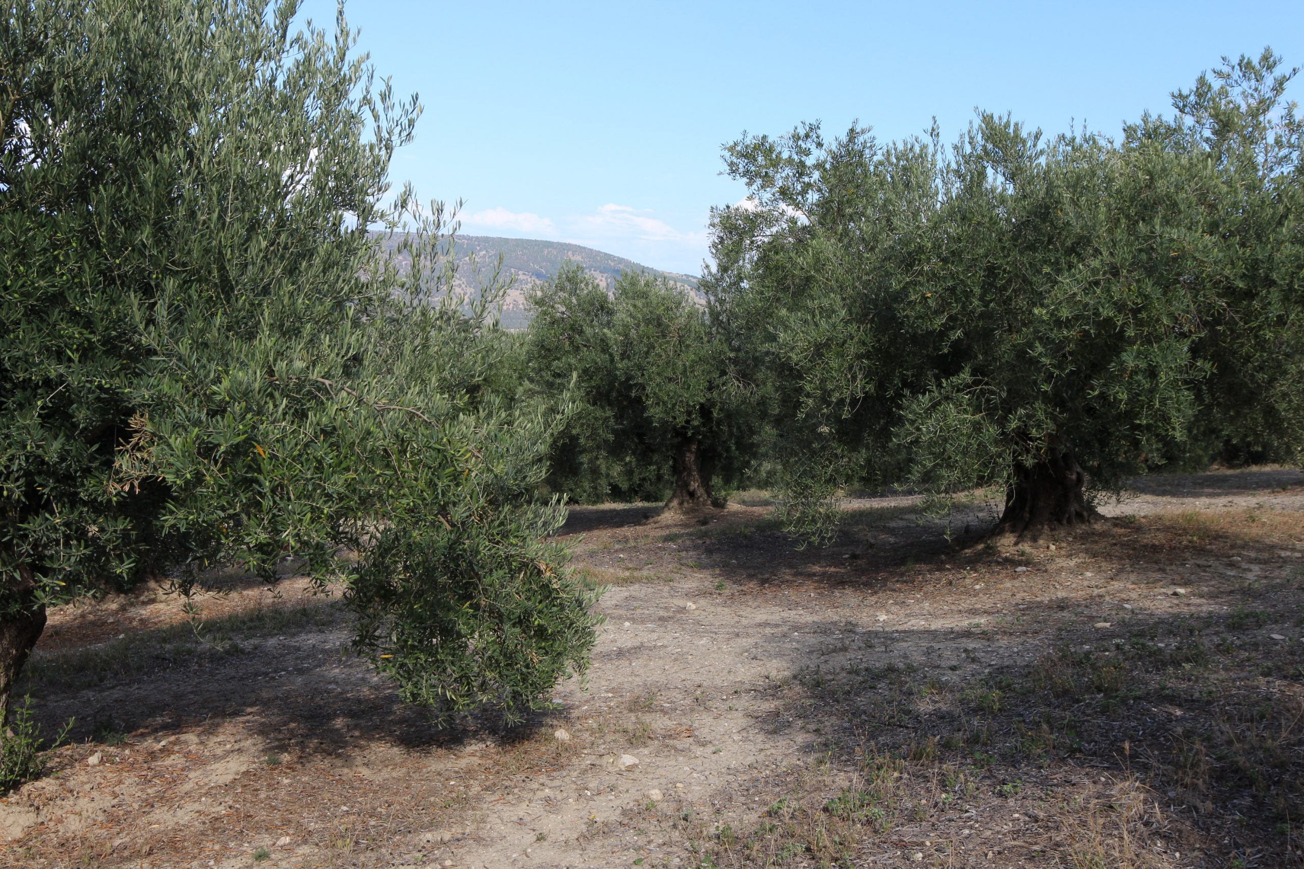 Finca rústica con casa