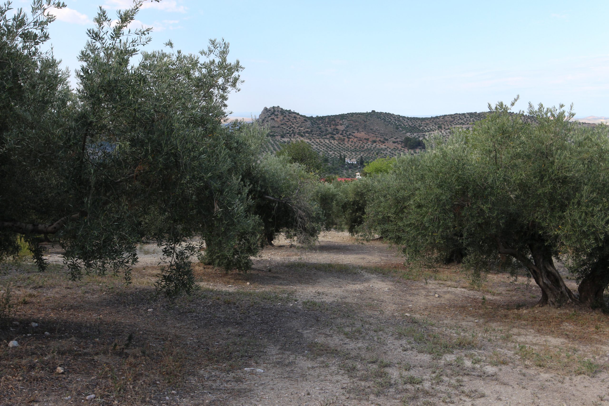 Finca rústica con casa